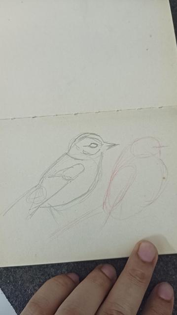 experimenting with bird sketching while watching a tutorial by John Muir Law.