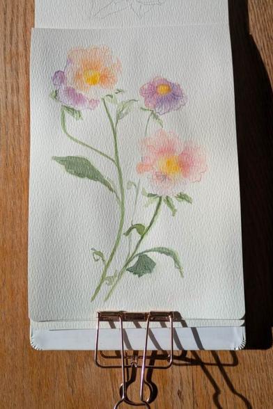 This is a watercolor painting of stems of delicate viola hybrid pansies.  They have yellow centers and ruffled petals in peachy pink, warm yellow, and warm purple. The leaves along the stems and at the base of the pansies are yellow green with darker bits for shadow.