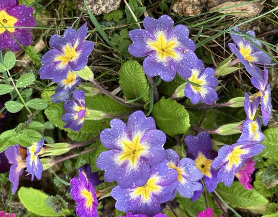 Primula Blüten mit hellvioletter Farbe.