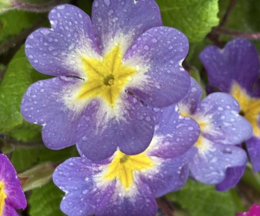 Primula Blüten mit hellvioletter Farbe.