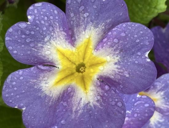 Nahaufnahme: Primula Blüten mit hellvioletter Farbe.