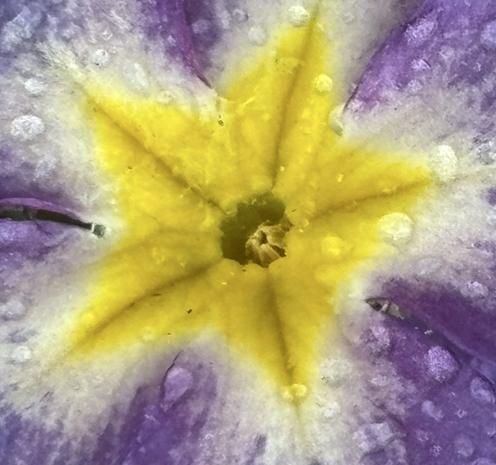 Nahaufnahme: Primula Blüten mit hellvioletter Farbe.