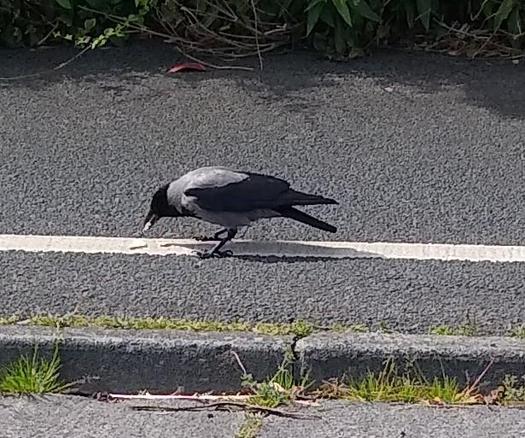 a hooded crow enjoys a cream cracker on a foot/bike path
