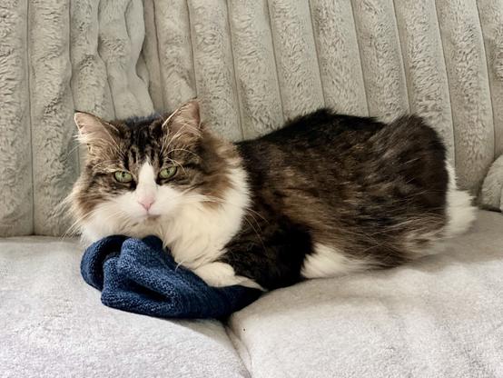 A fluffy cat with a mix of brown, black, and white fur is lying on a gray couch, resting its head on a dark blue kit cap. The cat is looking at the camera with green eyes and is sassy AF.