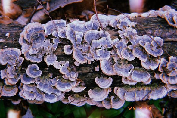 A trunk full of mushrooms.