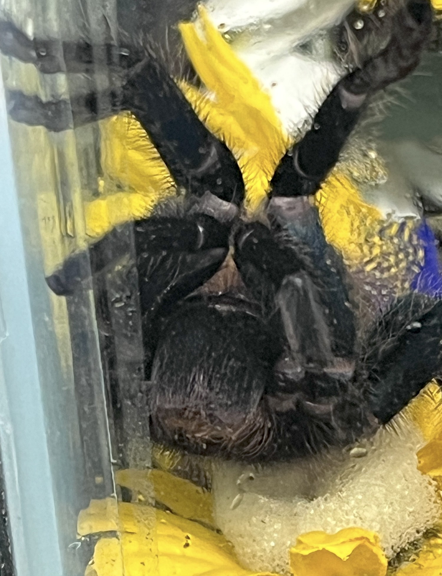 Tarantula with her face pressed against the glass