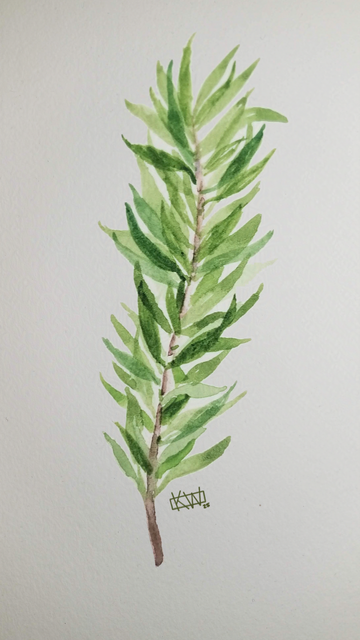 Watercolor sprig of rosemary.