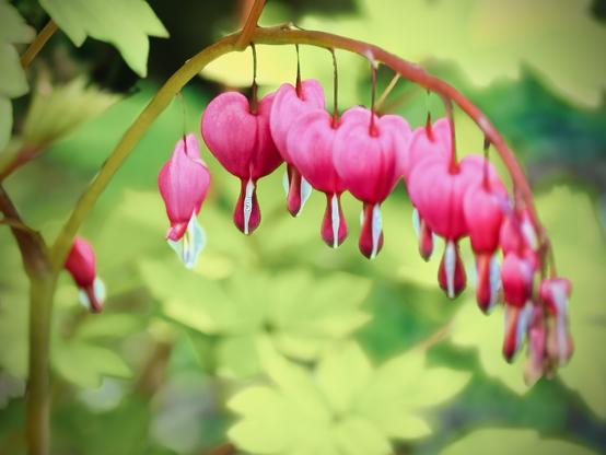 A row of Bleeding Heart flowers hang from a stem, with bright green leaves in the background illuminated from a midday sun.