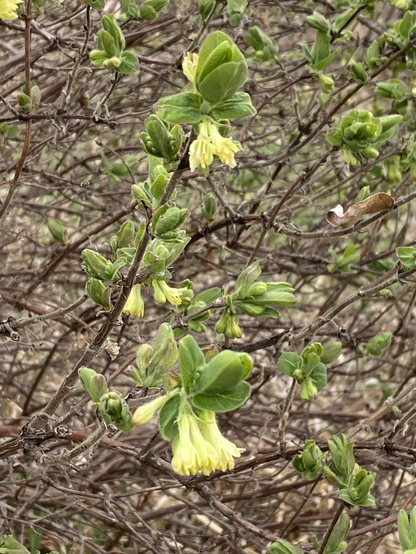 The photograph captures a shrub with open branching. The pale yellow blossoms hang like wind blown hummingbirds.  A few light green leaves are unfurling. The brown  branching is crisscrossed.