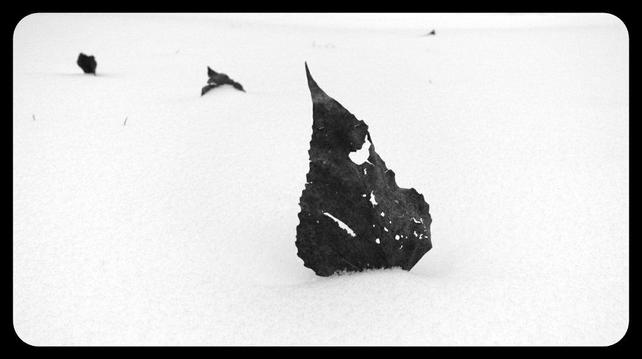 photo of three leaves in snow
