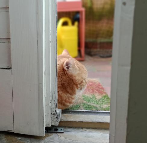 red cat lounging outside on the balcony the first time this season