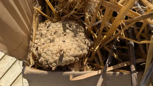 Ein Hornissennest von oben, es ist gelblich holzfarben. Hornissen machen aus Holzspänen einen Brei zu Nestaumaterial.