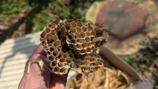 Die Waben des Nestes von unten.