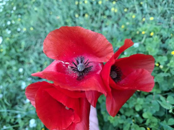 Coquelicots