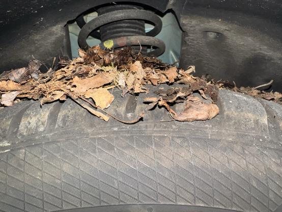 Nestbaumaterial auf einen Autoreifen, im Hintergrund ein Federbein der Radaufhängung.