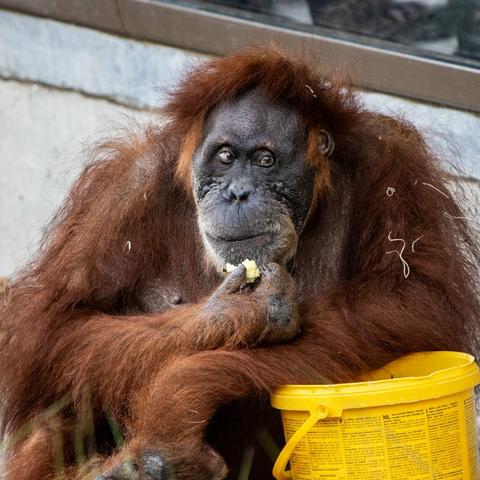 Azure Generated Description:
a monkey eating something (33.43% confidence)
---------------
Azure Generated Tags:
mammal (99.96% confidence)
animal (99.91% confidence)
primate (99.22% confidence)
ape (98.35% confidence)
monkey (93.67% confidence)
orangutan (92.28% confidence)
great ape (90.69% confidence)
zoo (86.99% confidence)
terrestrial animal (86.35% confidence)
outdoor (81.19% confidence)
brown (60.57% confidence)
wildlife (44.63% confidence)