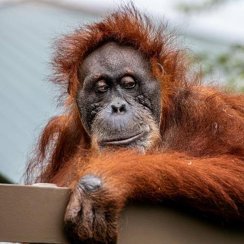 Azure Generated Description:
a brown monkey with a white face (33.74% confidence)
---------------
Azure Generated Tags:
mammal (99.99% confidence)
animal (99.99% confidence)
primate (99.67% confidence)
orangutan (92.17% confidence)
terrestrial animal (91.31% confidence)
ape (90.14% confidence)
great ape (88.44% confidence)
outdoor (87.55% confidence)
fur (87.09% confidence)
wildlife (77.93% confidence)
brown (61.84% confidence)
monkey (53.36% confidence)