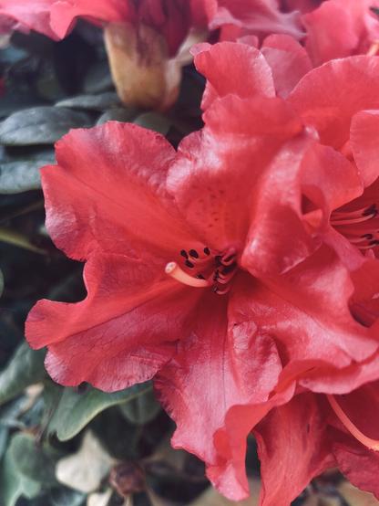 rhododendron
Witten | Germany

#rhododendron #ericaceae #spring #red #blossom #flower #stamina #stamen #stigma #nature #photo #photography #naturephotography #mobilephotography #witten #hohenstein