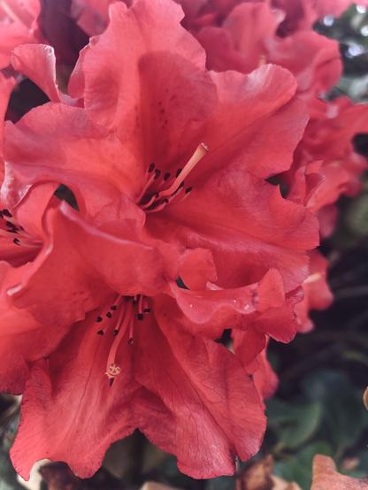 rhododendron
Witten | Germany

#rhododendron #ericaceae #spring #red #blossom #flower #stamina #stamen #stigma #nature #photo #photography #naturephotography #mobilephotography #witten #hohenstein