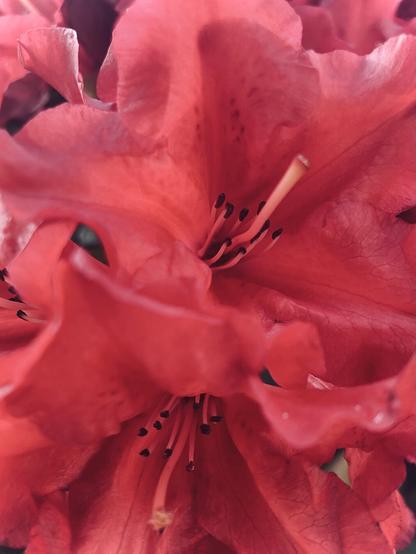 rhododendron
Witten | Germany

#rhododendron #ericaceae #spring #red #blossom #flower #stamina #stamen #stigma #nature #photo #photography #naturephotography #mobilephotography #witten #hohenstein
