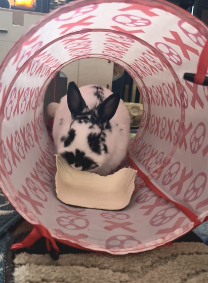 A bunny noms on a palm leaf bowl she has dragged into a tube with xoxoxoxox on the outside. Her ears are up and forward, very alert.