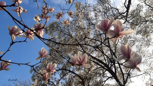 Weiß-rosa Blüten eines Tulpenbaums von unten fotografiert, so dass sie sich mit einem weiß blühenden Baum im Hintergrund und dem teils blauen, teils bewölkten Himmel vermischen.