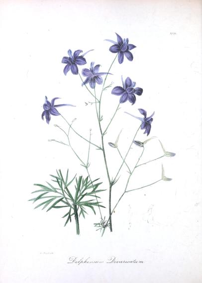 The image depicts a botanical illustration of a plant with the scientific name "Delphinium Divaricatum." The illustration features a central stem with several branches, each bearing purple flowers with five petals. The flowers are arranged in a loose cluster, with some buds visible, indicating potential future blooms. The plant has slender, green leaves that are divided into multiple narrow leaflets, giving a feathery appearance. The background is plain white, which highlights the plant's details. The illustration is detailed, with fine lines and shading that suggest texture and depth. The text "Delphinium Divaricatum" is written in a cursive script at the bottom of the image, identifying the plant species.

Provided by @altbot, generated privately and locally using Ovis2-8B