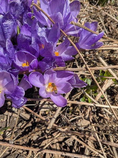 A clump of purple crocuses is seen in sunshine. A bee hovers at the stamen of the flower closest to the middle of the photo. The stamen is bright orange and so is bee's pollen basket. The petals of the flower are open wide, basking in the sun.

Some of the flowers in the middle of the clump are wilting a little bit, their petals wrinkly, but the flowers at the edges of the clump are still new.

The background is a little out of focus and consists of brown twigs, sticks, mulch, and a few green leaves of early weeds.