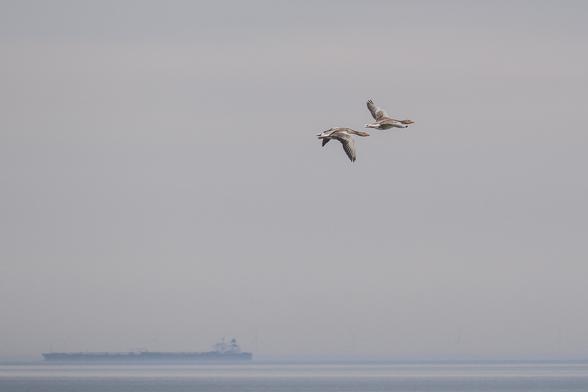 Das Bild zeigt zwei Graugänse, die im Flug über einem nebelverhangenen Meer zu sehen sind. In der Ferne ist ein Schiff erkennbar. Die Farben sind gedämpft und die Atmosphäre wirkt ruhig und fast melancholisch.