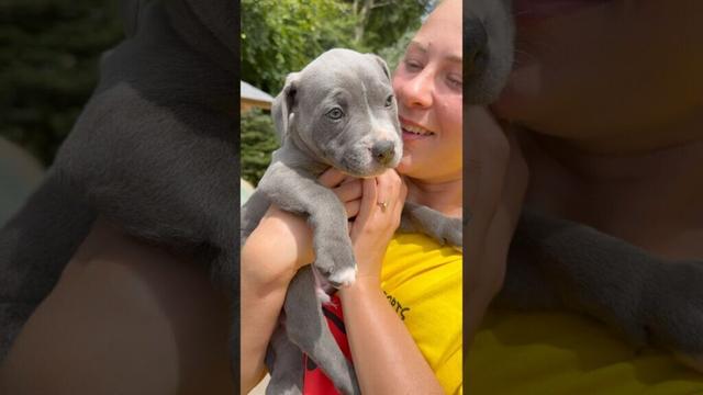 Happy Staffy Puppies - Smiles, wags, cuddles and sleepy heads. #puppylife #staffypuppies