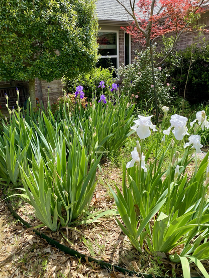 A bed of Jurassic sized irises in front of a tangle of climbing rose bush. The blooms are about three feet tall. There are white ones fully open and purple ones beginning to unfurl.