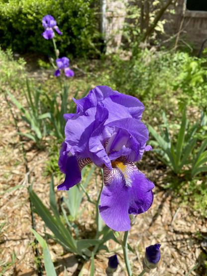 Close up of a very tall purple iris.