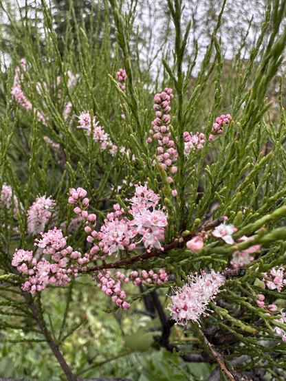 A close shot of tamarisk bloom. It’s groups of tiniest pink flowers arranged along green  twigs