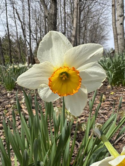 A white daffodil with yellow center.