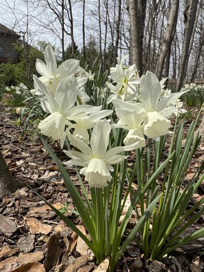 A cluster of mini white daffodils.