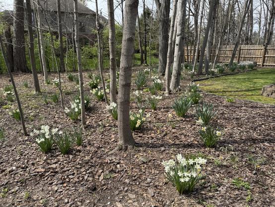Daffodils in our wooded back yard.
