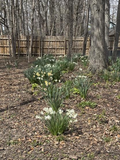 Closer view of more daffodils in our back yard.