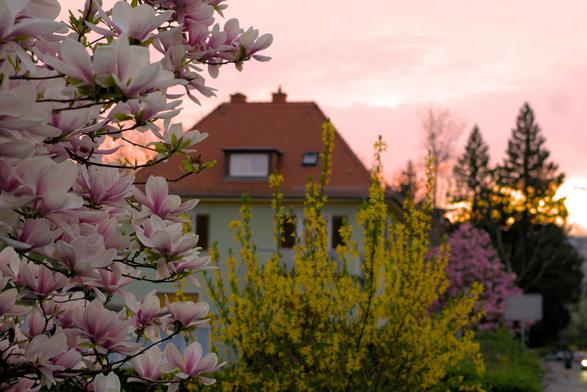 Magnolien vor Sonnenuntergang