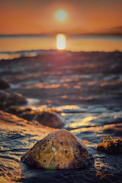Textured limpet on a wet rock at sunset, with golden light reflecting on the rippling sea and a fiery horizon.