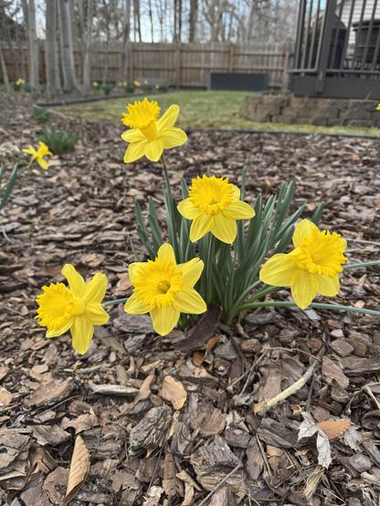 Yellow daffodils.