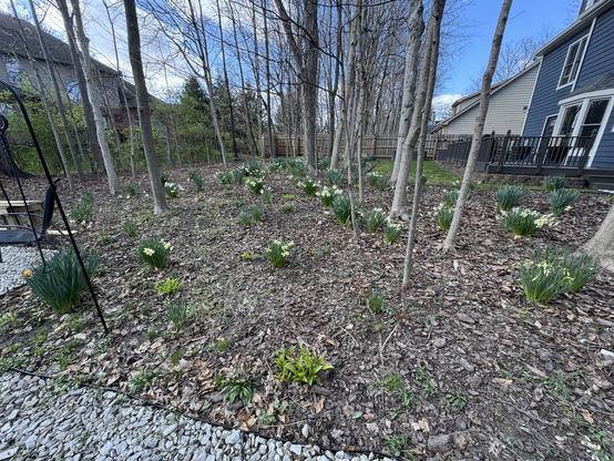 Wide shot of daffodils in our back wooded area.