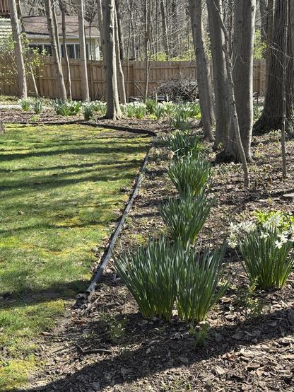 Moar daffodils.
