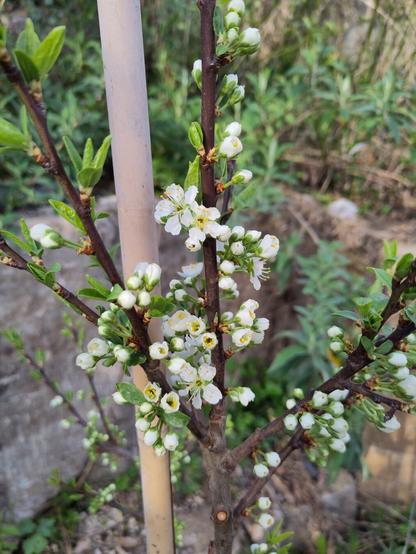 Ein kleiner Buschbaum der Mirabelle von Metz mit sehr vielen Blütenknospen wovon einige sich bereits geöffnet haben.