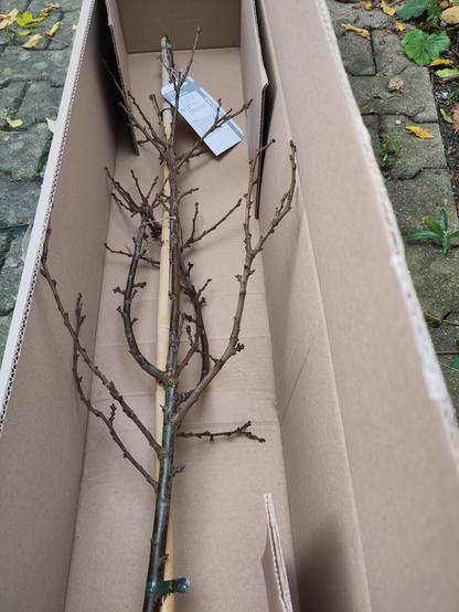 Am 28. Oktober 2024 durfte ich das Bäumchen in Empfang nehmen und auspacken. Hier liegt es noch in seinem Karton.