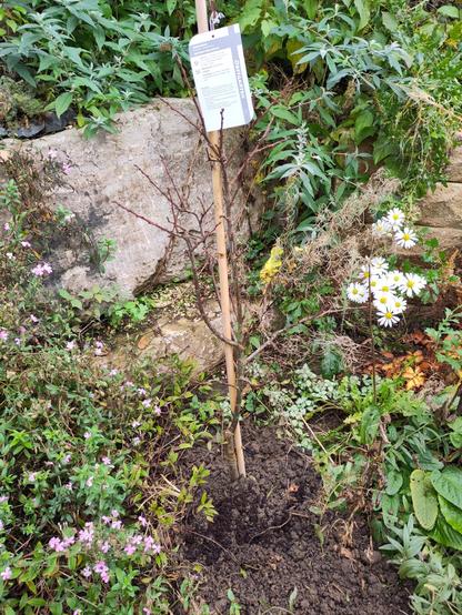 Es wurde an einer geschützte und warmen Stelle im Garten eingebuddelt.