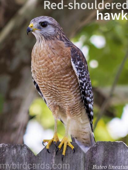 🌎 Red-shouldered hawk (Buteo lineatus) 

The red-shouldered hawk is a medium-sized bird of prey found in North America. It has distinctive reddish-brown shoulders and a barred pattern on its underparts. Known for its piercing call, this hawk prefers wooded habitats near water sources where it hunts small mammals, reptiles, and amphibians. It is an agile flier and builds its nest in the canopy of trees. The Red-shouldered hawk plays an important role in controlling rodent populations and is considered a symbol of healthy ecosystems. Five subspecies are recognised.

Conservation status: Least Concern (IUCN 3.1)

📷: Photo by peteyp8 via Pixabay https://pixabay.com/photos/red-shouldered-hawk-talons-raptor-3754802/

SUBR