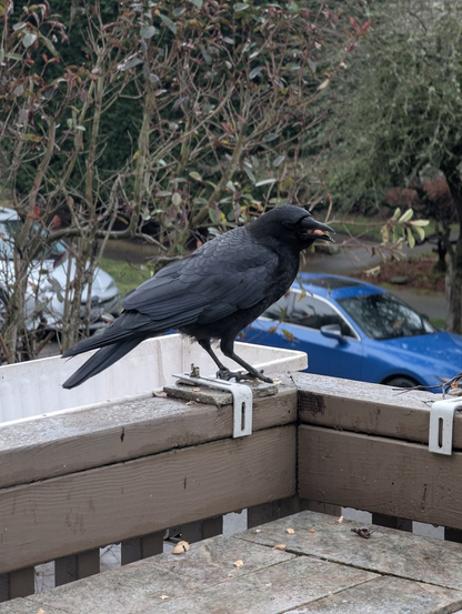 A crow perched on a railing with peanuts in her mouth