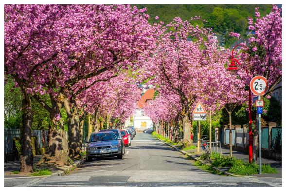 Allee mit blühenden Kirschbäumen