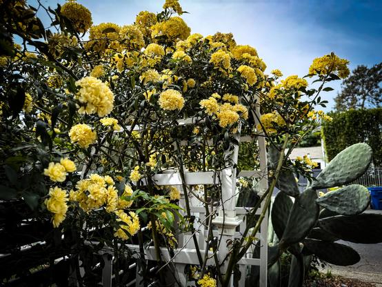 The image features a vibrant garden scene with a prominent bush covered in bright yellow flowers. The flowers are densely clustered, creating a lush and colorful display. The bush is supported by a white trellis, which adds a contrasting element to the scene. The leaves of the bush are dark green, providing a rich backdrop for the yellow blooms. To the right of the bush, there is a large cactus with thick, flat pads, adding a different texture and color to the composition. The background includes a clear blue sky and hints of other greenery, suggesting a well-maintained garden setting. The overall scene is bright and inviting, showcasing the beauty of the flowers and the surrounding greenery.

Provided by @altbot, generated privately and locally using Ovis2-8B