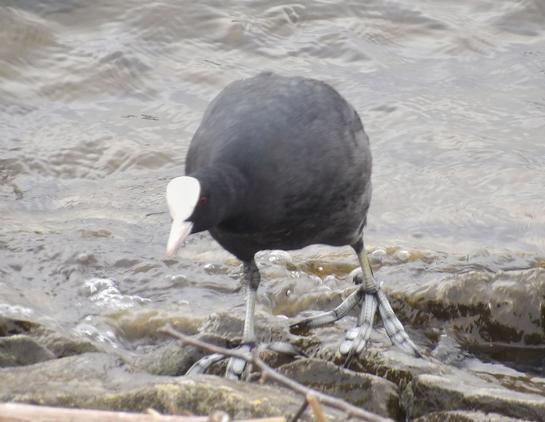 Coot newydd ddod allan o'r dwr